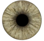 Avellana